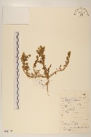 同花母菊藏品圖，第1張