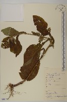 大花金挖耳藏品圖，第1張