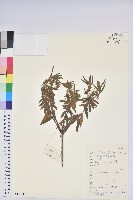 變葉杜鵑藏品圖，第1張