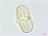 朝鮮當歸藏品圖，第1張