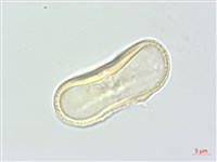 朝鮮當歸藏品圖，第2張