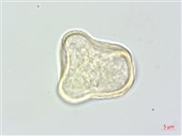 朝鮮當歸藏品圖，第3張