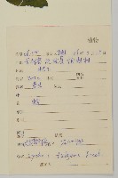 大花剪秋蘿藏品圖，第2張