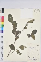 登錄號:S133442藏品圖，第1張