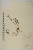 細葉亞菊藏品圖，第1張