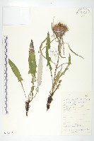 鉆苞風毛菊藏品圖，第1張