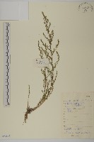 黃蒿藏品圖，第1張