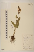 箭葉橐吾藏品圖，第1張