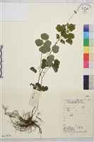 爪哇唐松草藏品圖，第1張