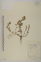 菊葉魚眼草藏品圖，第1張