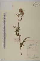 登錄號:S133479藏品圖，第1張