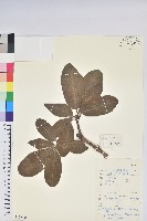 雲錦杜鵑藏品圖，第1張
