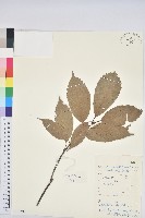 登錄號:S133490藏品圖，第1張