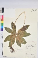 鉤腺大戟藏品圖，第1張