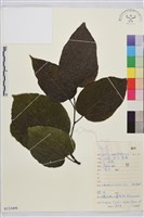 毛果枳椇藏品圖，第1張