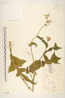 苦滇菜、苦菜藏品圖，第1張
