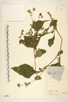 腺梗豨薟藏品圖，第1張