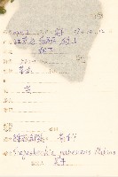 腺梗豨薟藏品圖，第2張