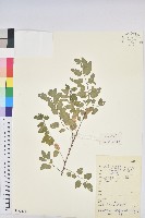 雀兒舌頭藏品圖，第1張