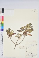 照白杜鵑藏品圖，第1張