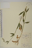 疏毛女萎菜藏品圖，第1張