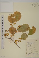 南蛇藤藏品圖，第1張