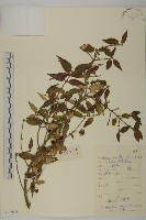 八寶茶藏品圖，第1張