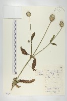 續斷藏品圖，第1張