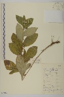 蒼朮、茅朮藏品圖，第1張