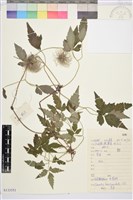 短尾鐵線蓮藏品圖，第1張