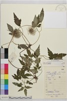 登錄號:S133551藏品圖，第2張