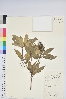 美麗馬醉木藏品圖，第1張