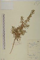 砂藍刺頭藏品圖，第1張