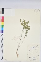 乳漿大戟藏品圖，第1張