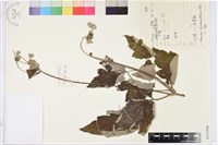 大火草藏品圖，第1張