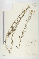 狗娃花藏品圖，第1張