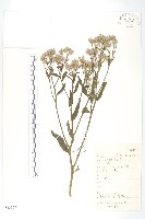 草地風毛菊藏品圖，第1張