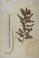 大刺兒菜藏品圖，第1張