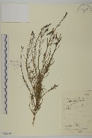 木地膚藏品圖，第1張