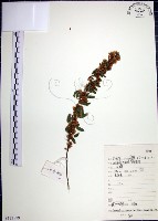 鐵掃帚、千里光藏品圖，第1張