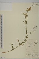 桃色女婁菜藏品圖，第1張