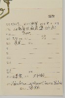 桃色女婁菜藏品圖，第2張