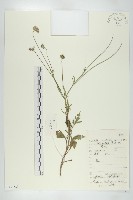 華北藍盆花藏品圖，第1張