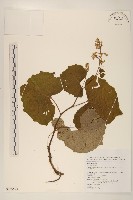 華山前胡藏品圖，第1張