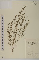 黃蒿藏品圖，第1張