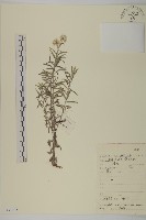 火絨草藏品圖，第1張