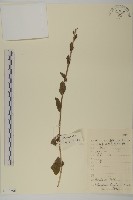 貓兒菊藏品圖，第1張