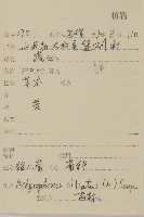 貓兒菊藏品圖，第2張