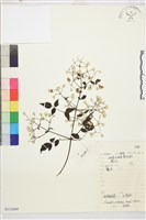 鈍萼鐵線蓮藏品圖，第1張