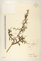 多裂翅果菊藏品圖，第1張